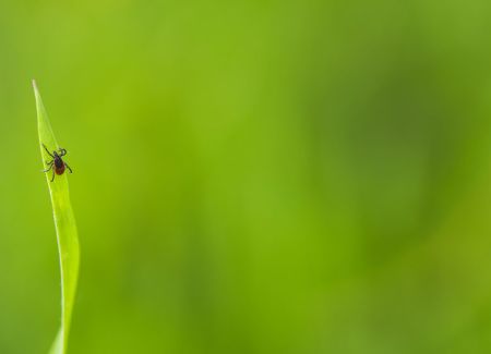 Tick Prevention and Removal